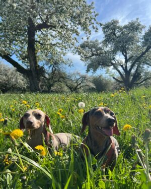 Miss Fame Instagram - Shrinking the depression monster one dandy lion at a time 🌻 #MissFame #countryside #Spring #TheWienas #Switzerland.