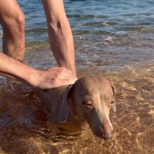 Miss Fame Instagram - Post it 🔥🌊🐶 #sardegna #italy