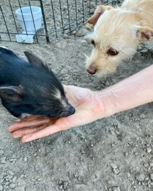 Moby Instagram - Sorry to brag but I just met Diego the tiny rescued baby pig! Bagel was fascinated, and Diego and Bagel might start a band together, as they are in love. @candicebergenbagel