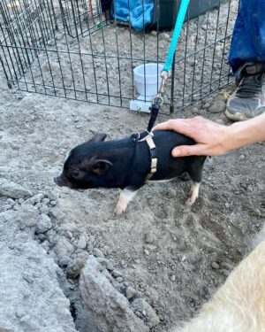 Moby Instagram - Sorry to brag but I just met Diego the tiny rescued baby pig! Bagel was fascinated, and Diego and Bagel might start a band together, as they are in love. @candicebergenbagel