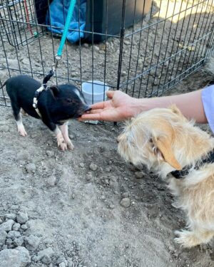 Moby Instagram - Sorry to brag but I just met Diego the tiny rescued baby pig! Bagel was fascinated, and Diego and Bagel might start a band together, as they are in love. @candicebergenbagel