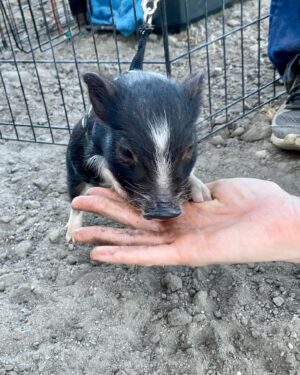 Moby Instagram - Sorry to brag but I just met Diego the tiny rescued baby pig! Bagel was fascinated, and Diego and Bagel might start a band together, as they are in love. @candicebergenbagel