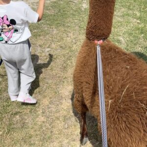Monika Bagárová Instagram - Střípky 🦙💛🌾