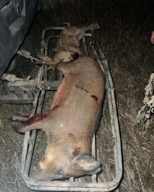 Montana De La Rosa Instagram - Got a few pigs last night! Thank you to Pork Police for an amazing experience. 🐷