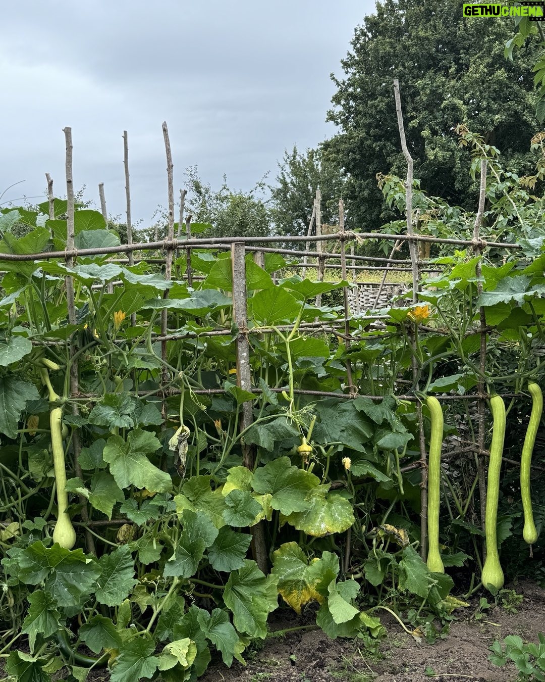 Monty Don - 17.2K Likes - Tromboncino courgettes in the veg garden, growing like organ pipes
