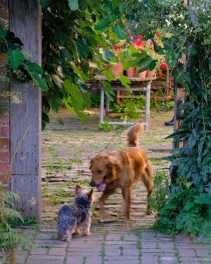 Monty Don Instagram - Playing