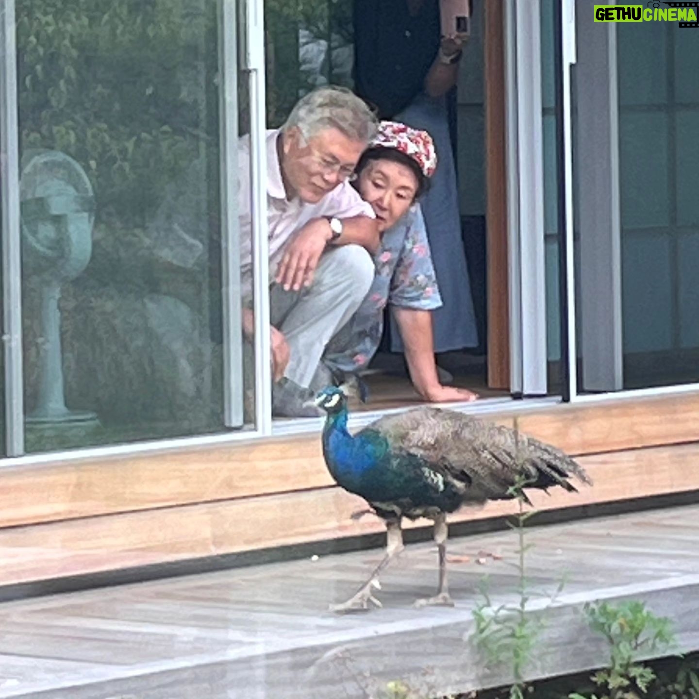 Moon Jae-in - 130.2K Likes - 사저 마당으로 날아와 툇마루에까지 올라간 공작새. 아몬드 먹이로 공작새를 유혹하며 이 집의 '단골손님'으로 만들려는 주인장의 야심찬 계획. #통도사장경각에서날아온큰손님