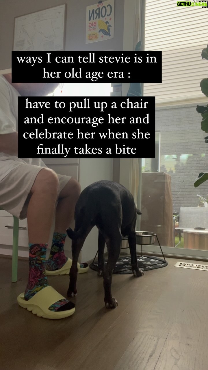 Morgxn - 3 Likes - this is gonna be really hard for me ….
.
.
.
.
.
.
.
.
.
#gettingolder #olddog #olddogsrule #olddogs #olddogsofinstagram #olddogsarethebestdogs #gettingolder #gettingolderinamoderntime #gettingold