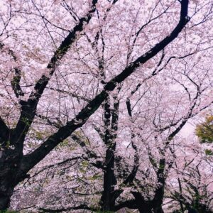 Nachiyan Instagram - #桜
#🌸
