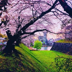 Nachiyan Instagram - #桜
#🌸