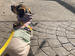 Naiara Awada Instagram - Disfrutando al sol con mi mejor compañía 
Mi bebé perro . Cu en @hausbrot_madero