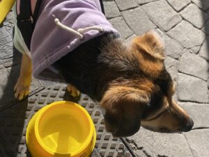Naiara Awada Instagram - Disfrutando al sol con mi mejor compañía 
Mi bebé perro . Cu en @hausbrot_madero