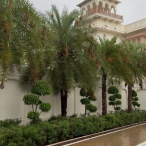 Namita Dubey Instagram - A dip, a stroll, some searing clarity in the air & just unlaboured foliage all around. What more🦚 can I want! 

Host and palatial Home @mementosbyitchotels_jaipur ✨
PR @khyathisolutions ✨

 #hosted