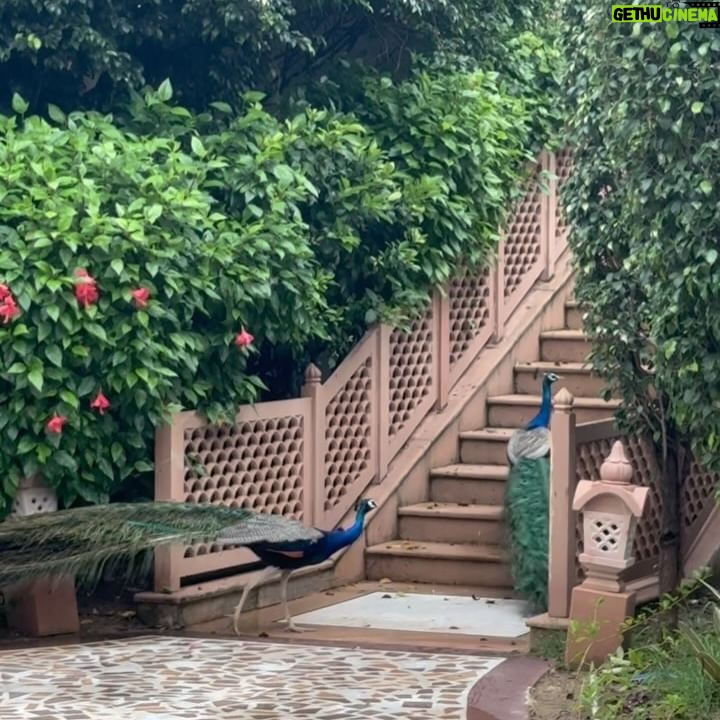 Namita Dubey - 36.7K Likes - A dip, a stroll, some searing clarity in the air & just unlaboured foliage all around. What more🦚 can I want!
Host and palatial Home @mementosbyitchotels_jaipur ✨
PR @khyathisolutions ✨
#hosted