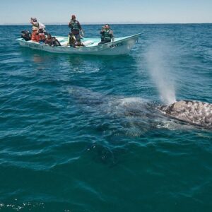 Natas Kaupas Instagram - The whole family just visited the gray whales nursery in Baja, at Laguna San Ignacio. We went down there with @graywhalegin and @oceana to raise awareness about the devastating effects of ‘gill-nets' that are still being used in the state of California. Thankfully through the work of Oceana they were able to enact a new law banning these devastating nets.  The state of California has put up $1M and Oceana and Gray Whale Gin is raising the other $1M to buy back all of these fishing nets that are still being used today. The fisherman then have the option of buying deep set buoy systems, which are much more effective at catching their intended catch, swordfish. As soon as our $1 million is raised the countdown begins on the ban. Please consider donating to this extremely important cause. #oceana #graywhalegin #gillnetting