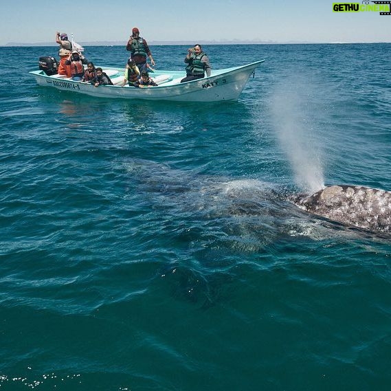Natas Kaupas - 1.7K Likes - The whole family just visited the gray whales nursery in Baja, at Laguna San Ignacio. We went down there with @graywhalegin and @oceana to raise awareness about the devastating effects of ‘gill-nets' that are still being used in the state of California. Thankfully through the work of Oceana they were able to enact a new law banning these devastating nets. The state of California has put up $1M and Oceana and Gray Whale Gin is raising the other $1M to buy back all of these fishing nets that are still being used today. The fisherman then have the option of buying deep set buoy systems, which are much more effective at catching their intended catch, swordfish. As soon as our $1 million is raised the countdown begins on the ban. Please consider donating to this extremely important cause. #oceana #graywhalegin #gillnetting