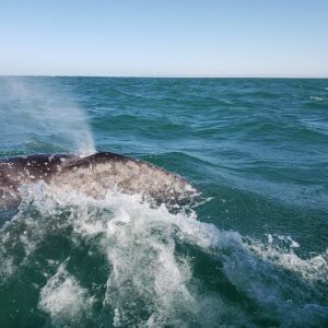 Natas Kaupas Instagram - The whole family just visited the gray whales nursery in Baja, at Laguna San Ignacio. We went down there with @graywhalegin and @oceana to raise awareness about the devastating effects of ‘gill-nets' that are still being used in the state of California. Thankfully through the work of Oceana they were able to enact a new law banning these devastating nets.  The state of California has put up $1M and Oceana and Gray Whale Gin is raising the other $1M to buy back all of these fishing nets that are still being used today. The fisherman then have the option of buying deep set buoy systems, which are much more effective at catching their intended catch, swordfish. As soon as our $1 million is raised the countdown begins on the ban. Please consider donating to this extremely important cause. #oceana #graywhalegin #gillnetting