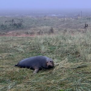 Nathan Sykes Instagram - It’s that time of year again! Lovely morning at Donna Nook with the seals