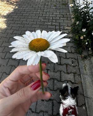 Nazlı Senem Ünal Instagram - Bugün ne mi yaptım? 

Önce kendimi mutlu ettim çünkü ben mutlu olmadan kimseyi mutlu edemem..
Sonra Luka’yı dolayısıyla Almila ve İhsan’ı mutlu ettim ,
Sonra Karadut’u dolayısıyla Nezaket ve abimi mutlu ettim..
Şimdi de güzel bi yemekle kendim ve midemi mutlu edicem..

Mutluluğumu da çoğalsın diye sizinle paylaştım. Mutlu olmak, mutlu etmek o kadar güzel ki.. ya da yardım etmek, ‘yardım istemek’ (ki genelde hepimiz için en zoru) o kadar kıymetli ki ..

Ve hayvanlar .. iyi ki varlar ❤️

Bu kadar ☺️ 

Güne puanım 💯