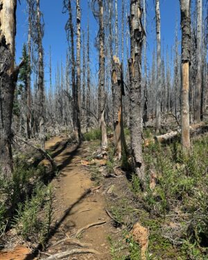 Nicholas Kristof Instagram - I just backpacked the loop around Three Sisters mountains in Oregon, and it was glorious as always (I do it pretty much every year). Sadly, our dog Connie is aging out of backpacking, so I was on my own. I’ve been hiking the Cascades since I was a kid, and the big difference: more fires. Now I pass through a huge burn, and this time there was smoke in the area from distant fires. Firefighting is also consuming the Forest Service budget so that less is left for trail maintenance. And yet! All that said, wilderness is still heaven.