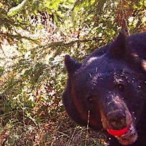 Nicholas Kristof Instagram - This bear visited our farm and showed up on our wildlife camera—and look what he’s got in his mouth! A @kristoffarms apple! We’re thinking of making him a mascot for our cider, with a cider club membership and twice-a-year delivery to his den—as long as he promises to drink in moderation.