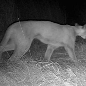 Nicholas Kristof Instagram - Our new neighbor! She has shown up twice in the last week on the game camera on @kristoffarms. No wonder Sheryl makes me take out the garbage at night.