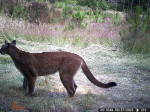 Nicholas Kristof Instagram - Oops. The cougar from a game camera on @kristoffarms was cut off in my last post — my incompetence. But it’s such a magnificent animal that it deserves being fully seen. If we can get him in front of a bottle our cider, we’ll use him for marketing. That said, I’m not sure I’d want to bump into him in the orchard on a dark night.