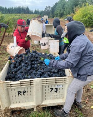 Nicholas Kristof Instagram - It’s Pinot Noir grape harvest day at @kristoffarms! Thrilling! One of the photos shows me with superb winemaker Adam Campbell of @elkcove and Jessica Dunham of @resultspartners — our heroes on a day like this. Our vines bow to them. Our first Pinot wine, from the ‘22 harvest, is maturing in bottles and will be ready to drink before long. We’ll be sending out info via our newsletter that you can sign up for at KristofFarms.com