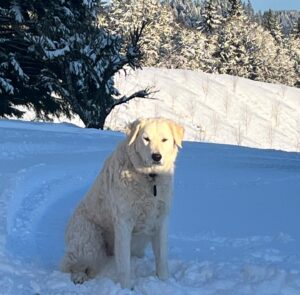 Nicholas Kristof Instagram - We’re snowed in, it’s cold and we may lose power. But on the other hand, is there a more serene place to walk the dogs than @kristoffarms in the snow? This is why I love this  farm I grew up on!