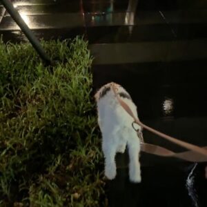 Nikki Hsieh Instagram - 這個颱風有點強
是狗子遇到的第一個颱風

風雨減弱帶他出門感受一下