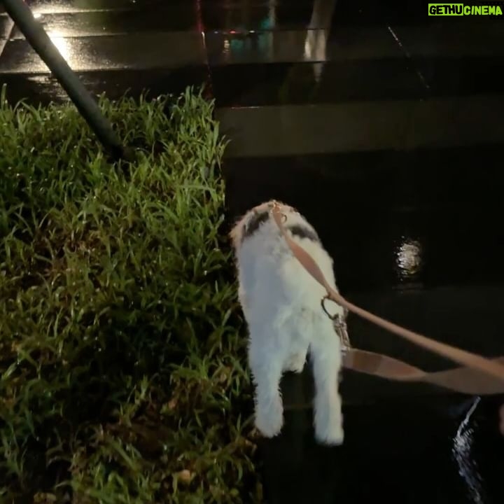 Nikki Hsieh - 18.5K Likes - 這個颱風有點強
是狗子遇到的第一個颱風
風雨減弱帶他出門感受一下