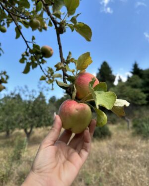 Nikoletta Ralli Instagram - 31 μέρες μέχρι το Φθινόπωρο 🍁 
1. Sophie’s choice 📸 
2. Learning🎞️
3. Το παγκάκι ⛰️
4. Λιβελούλα 🦟
5. My view 🚗 
6. Για τα ζώα?! 🐎 
7. 🫠
8. Στην αγαπημένη μας λιμνη💚
9. Άγρια μήλα 🍎 
10. ❤️