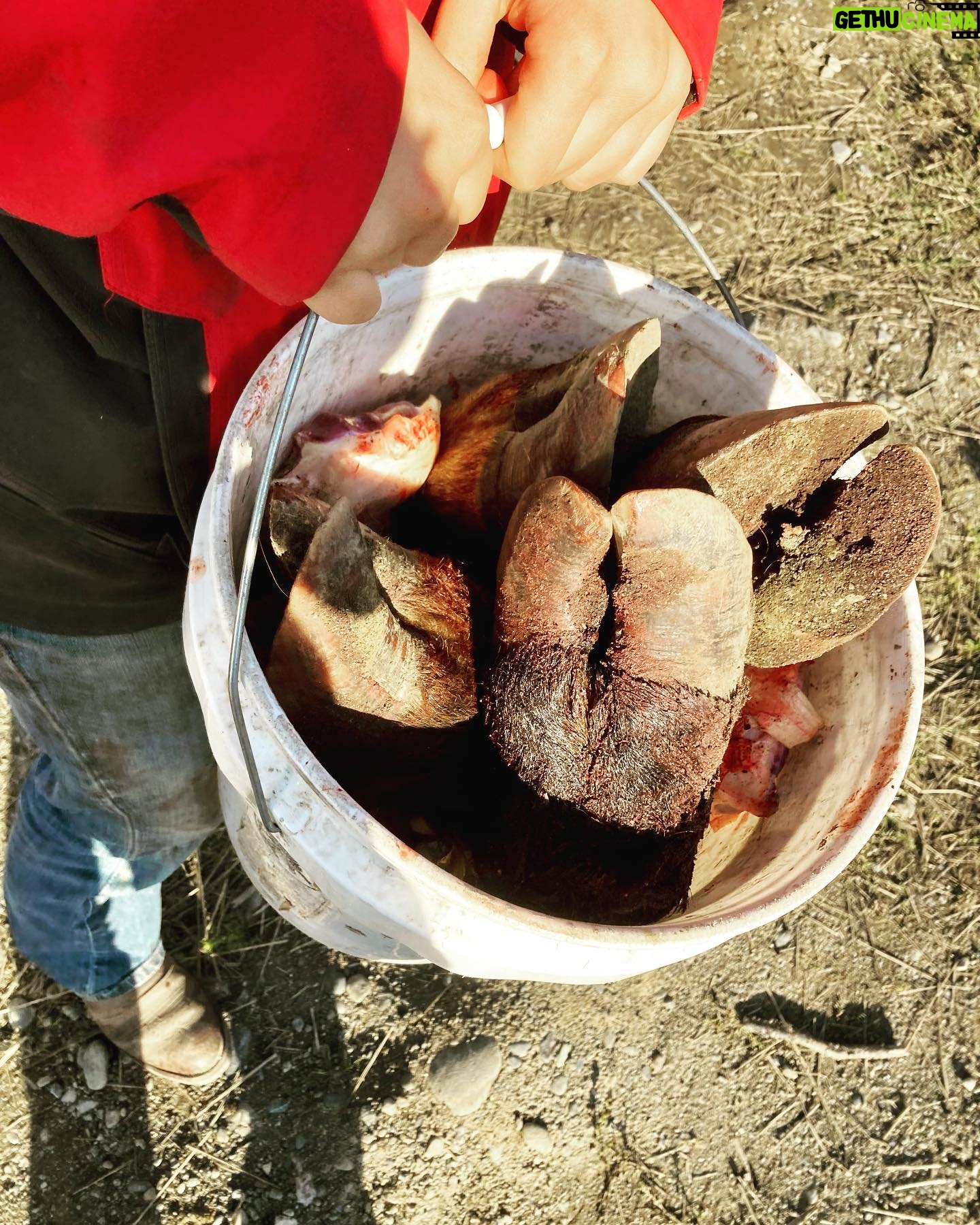 Otto Kilcher - 2.1K Likes - Such a joy to have some of the gals from our neighborhood homeschool group over to help butcher a couple steers this week. Knot tying, net mending, food preservation, animal care, tractor mechanics, soil biology, meteorology, photography, the options are endless when a homestead is your homeschool!
Any guesses on how this bucket o’feet went to good use?
#kilcher #kilcherhomestead #kilcherfamily #kilchercountry #butchering #wookiefoot