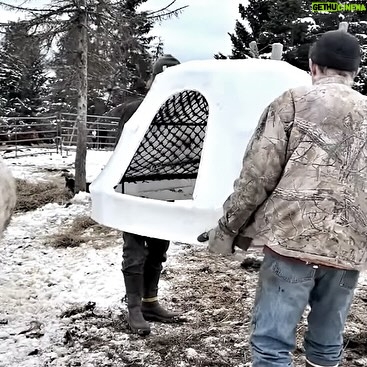 Otto Kilcher - 2.3K Likes - Teaming up with August to build calf igloos! Or are they calf yurts? Upcycled some Deadliest Catch memorabilia for the homestead herd!
#kilcherhomestead #alaskathelastfrontier #deadliestcatch #cows #cowsofinstagram #homestead #homesteadlife