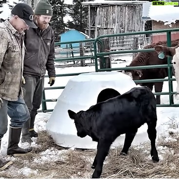 Otto Kilcher - 2.3K Likes - Teaming up with August to build calf igloos! Or are they calf yurts? Upcycled some Deadliest Catch memorabilia for the homestead herd!
#kilcherhomestead #alaskathelastfrontier #deadliestcatch #cows #cowsofinstagram #homestead #homesteadlife