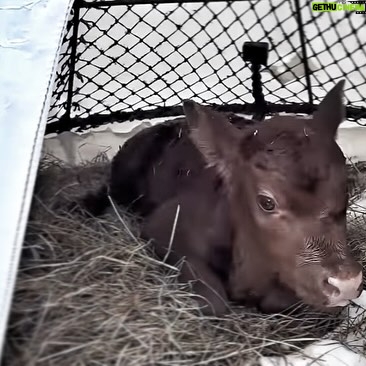 Otto Kilcher - 2.3K Likes - Teaming up with August to build calf igloos! Or are they calf yurts? Upcycled some Deadliest Catch memorabilia for the homestead herd!
#kilcherhomestead #alaskathelastfrontier #deadliestcatch #cows #cowsofinstagram #homestead #homesteadlife
