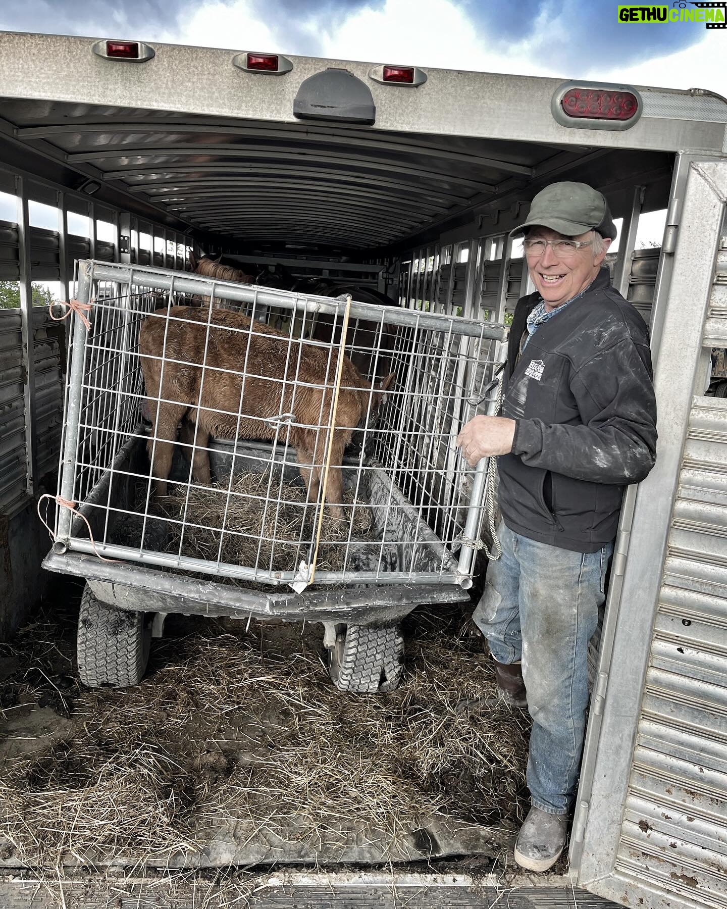 Otto Kilcher - 2.8K Likes - Went to the head of the bay to meet Mark who has been bottle feeding “Wynona” Abigail’s orphan. Brought her home in our new-n-improved, home-built calf wagon!
#kilcherhomestead #kilcher #kilchercountry #calfrescue #cowsofinstagram