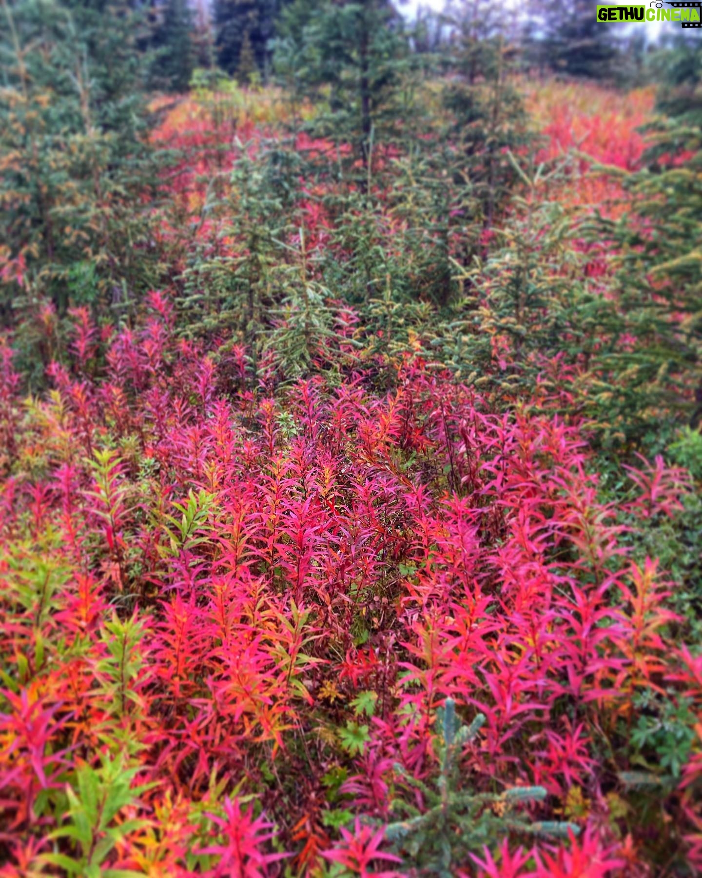 Otto Kilcher - 2.5K Likes - September: summer’s last stand.
#kilcherhomestead #kilchercountry #autumn #fireweed #epilobiumangustifolium #fallequinox