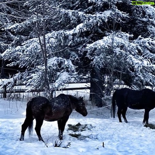 Otto Kilcher - 3.2K Likes - Sophi - one of my favorite horses on the homestead, with my dad April 13, 1996. She was 3 years old and it was her first ride. Probably was his last ride.
Sophi and Dad at the old haybarn.
Sophi enjoying retirement, summer 2022.
Winter scene with herd boss Sophi always center stage.
#nationaldayofthehorse #kilcher #kilcherhomestead #kilchercountry #horses #morgans #coolyule