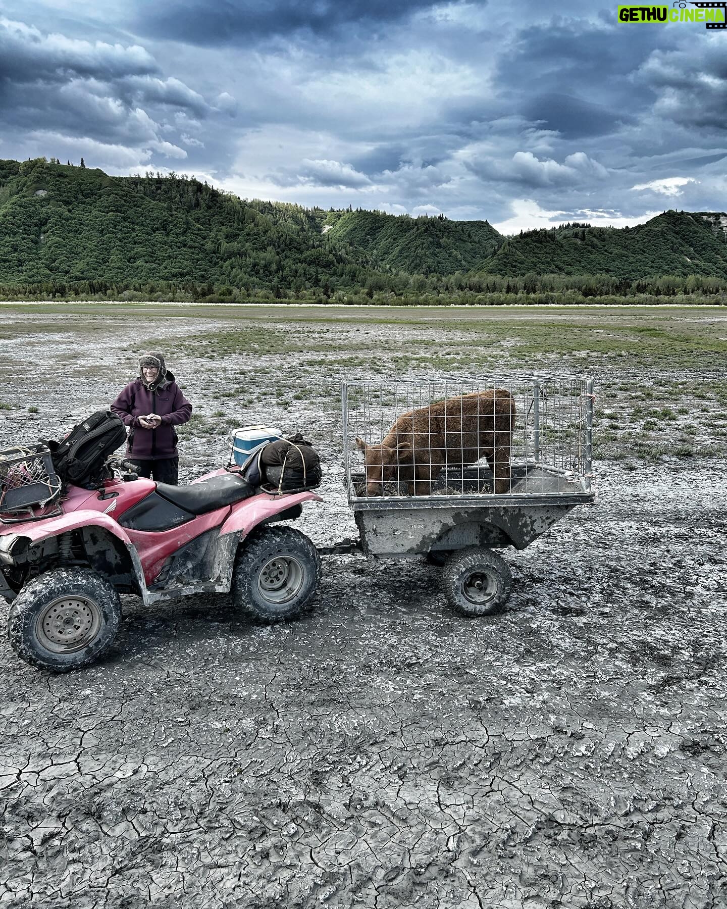 Otto Kilcher - 2.8K Likes - Went to the head of the bay to meet Mark who has been bottle feeding “Wynona” Abigail’s orphan. Brought her home in our new-n-improved, home-built calf wagon!
#kilcherhomestead #kilcher #kilchercountry #calfrescue #cowsofinstagram
