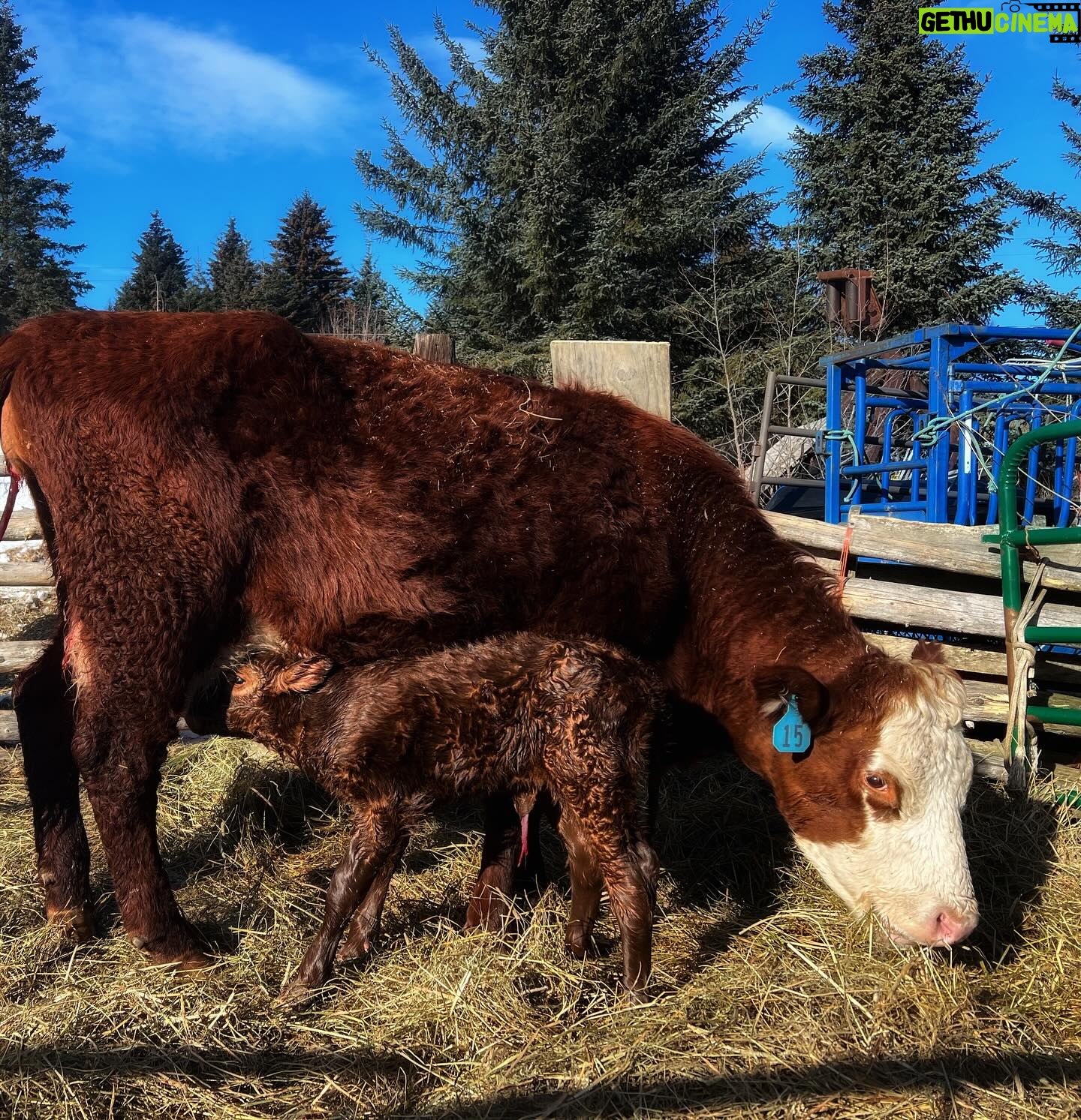 Otto Kilcher - 2.1K Likes - Welcome to the newest little four-footer on the homestead!