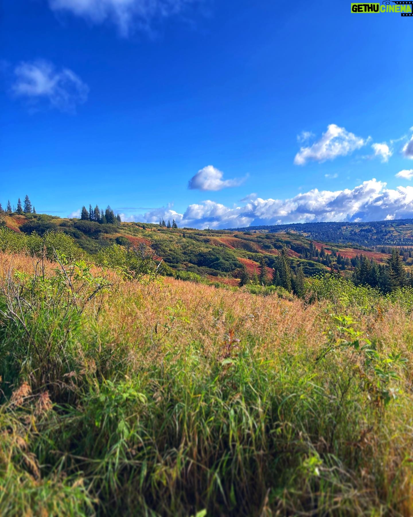Otto Kilcher - 2.5K Likes - September: summer’s last stand.
#kilcherhomestead #kilchercountry #autumn #fireweed #epilobiumangustifolium #fallequinox