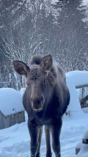 Otto Kilcher Instagram - Invasion of charismatic megafauna. There goes the neighborhood!

#kilcherhomestead #kilchercountry #alcesalces #alaskathings #alaskaproblems