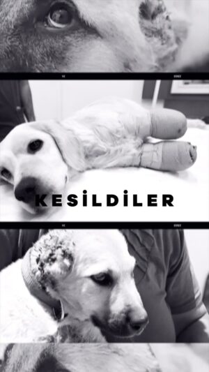 Özgün Çoban Instagram - Olacakların farkında mısınız?

Sürüklendiler
Dövüldüler
Kesildiler
Üretildiler
Dövüştürüldüler
Zehirlendiler
Terk edildiler
Tecavüz edildiler
Yakıldılar
Öldürüldüler

Yeni Sokak Hayvanları Yasası’yla milyonlarca sokak köpeği
katledilecek. Onların yaşamına son verilmesine izin verme.

Yasayı geri çek!

Yasa değil yas!  #yasayıgeriçek #yasadegilyas #kanlıyasayahayır #katliamyasasınahayır #sokakhayvanları #sokakhayvanlarısahipsizdeğil #sokakhayvanlarınıkoruyalım #sokakhayvanlarınasahipçık