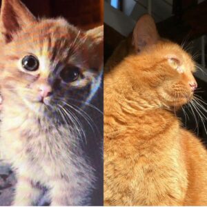 Patrick Puydebat Instagram - Bientôt 8 ans que la #journeeduchat a commencé #charlie😻