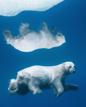 Patrick Puydebat Instagram - Via @paulnicklen