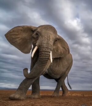Patrick Puydebat Instagram - Via @animalsonplanet_