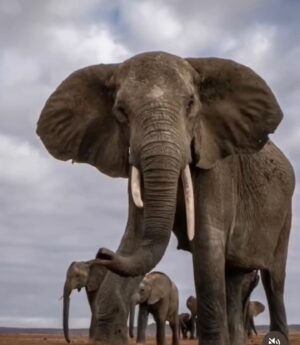 Patrick Puydebat Instagram - Via @animalsonplanet_