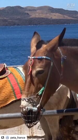 Patrick Puydebat Instagram - Pour y avoir personnelle assisté je peux vous assurer que le spectacle est consternant. Des animaux à bout de force traînant des obèses pour la plupart. #santorini