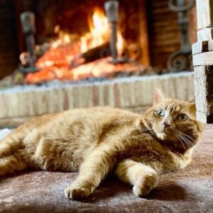 Patrick Puydebat Instagram - Avoir un chat c’est super pratique quand t’as rien à publier